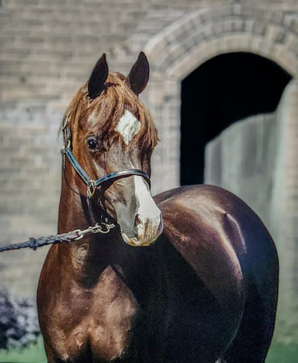 Blue Nile Livery Cemented as a Global One-Stop Shop for Luxury Travel Following Forbes Feature