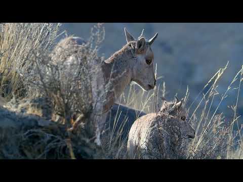 Documentary The Cradle of Nature: The Ecological Code in the Tracks of Snow Leopards