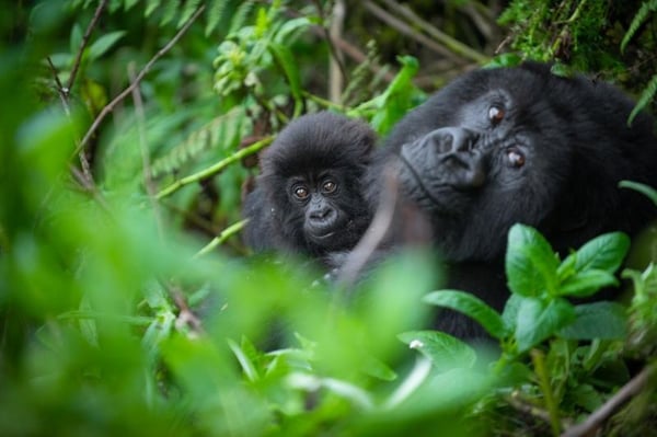 Kingfisher Tours Rwanda Unveils "The Ultimate Primate Circuit": A New Era of Luxury for Nyungwe Canopy Walk and Gorilla Trekking in Volcanoes National Park