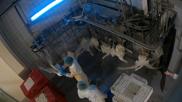 ANINOVA: Geworfen, geschlagen, misshandelt: ANINOVA deckt Tierquälerei in "Dithmarscher-Geflügel" Schlachthof in Brandenburg auf - Strafanzeige erstattet