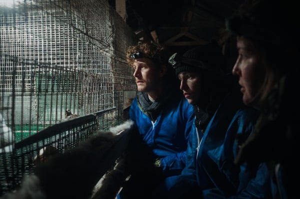 ANINOVA dokumentiert gemeinsam mit Malte Zierden und Phia Quantius Tierquälerei auf finnischen Pelzfarmen