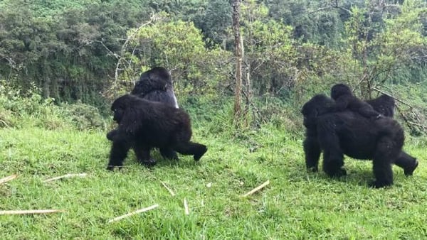 Rwanda has announced new gorilla trekking prices for 2026.