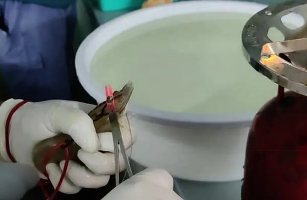 International Council for Animal Welfare: Werden Aldi-Garnelen die Augen abgeschnitten? / Neue Aufnahmen decken verstörende Praktiken in der Garnelenindustrie auf - Verbindung zu deutschen Supermärkten