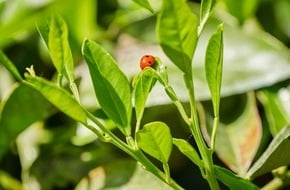 EDEKA ZENTRALE Stiftung & Co. KG: Projektarbeit zu Wasser- und Biodiversitätsrisiken: EDEKA-Verbund übernimmt Vorreiterrolle bei Süßwasserschutz- und Biodiversitätsprojekten im Handel